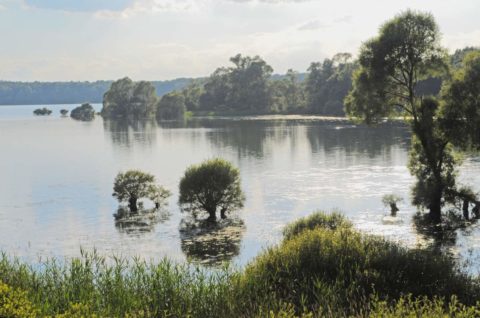 Foret d'orient - Vue